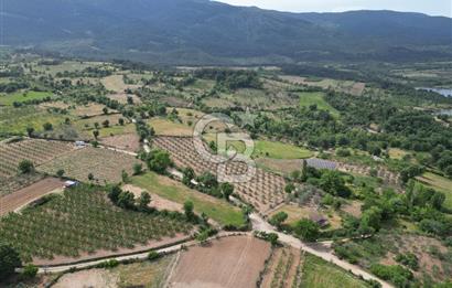 ÇANAKKALE BAYRAMİÇ ÇAVUŞLU KÖYÜNDE FIRSAT TARLA