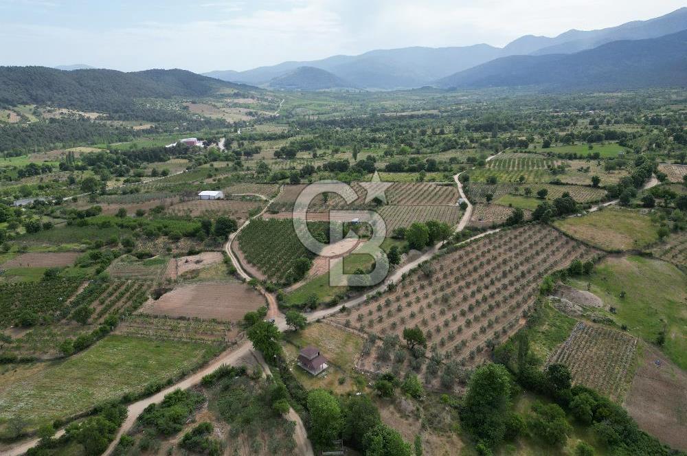 ÇANAKKALE BAYRAMİÇ ÇAVUŞLU KÖYÜNDE FIRSAT TARLA
