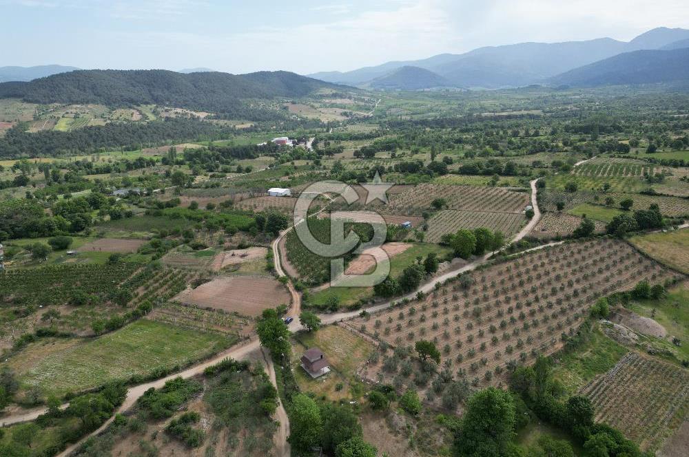 ÇANAKKALE BAYRAMİÇ ÇAVUŞLU KÖYÜNDE FIRSAT TARLA