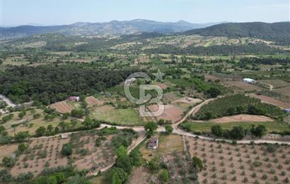 ÇANAKKALE BAYRAMİÇ ÇAVUŞLU KÖYÜNDE FIRSAT TARLA