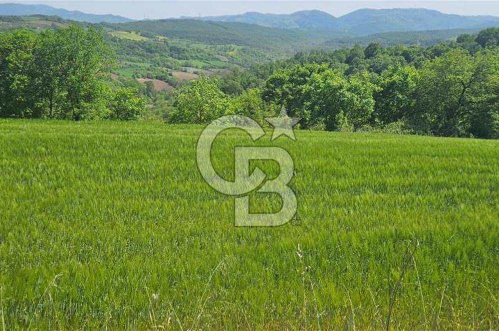 YALOVA ALTINOVA FEVZİYE KÖYÜNDE YATIRIMA UYGUN SATILIK TARLA!