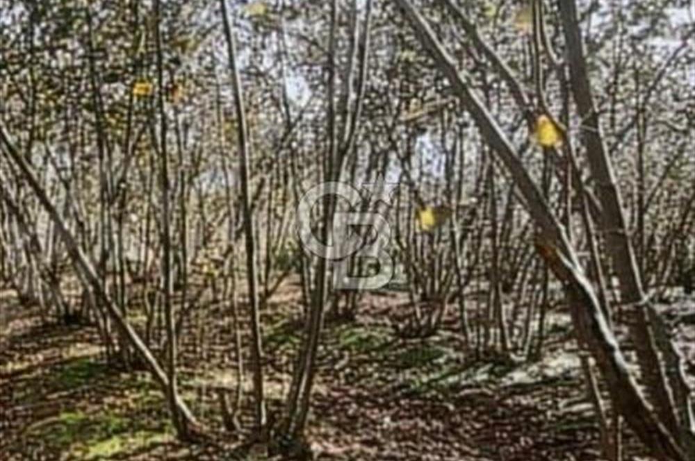 CB PARK'TAN SALIPAZARI KOCALAR'DA UYGUN FİYAT VERİMLİ FINDIKLIK