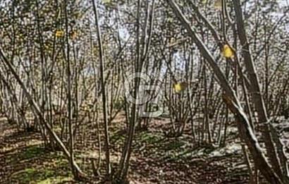 CB PARK'TAN SALIPAZARI KOCALAR'DA UYGUN FİYAT VERİMLİ FINDIKLIK