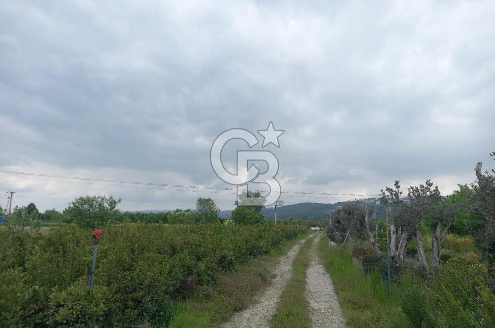 SAKARYA ARİFİYE ARİFBEY MAHALLESİ PEYZAJ BİTKİSİ ÜRETİMİNE UYGUN