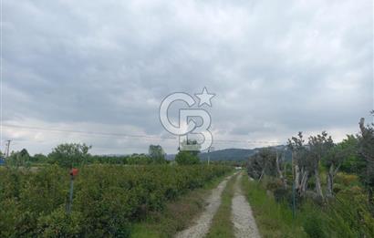SAKARYA ARİFİYE ARİFBEY MAHALLESİ PEYZAJ BİTKİSİ ÜRETİMİNE UYGUN