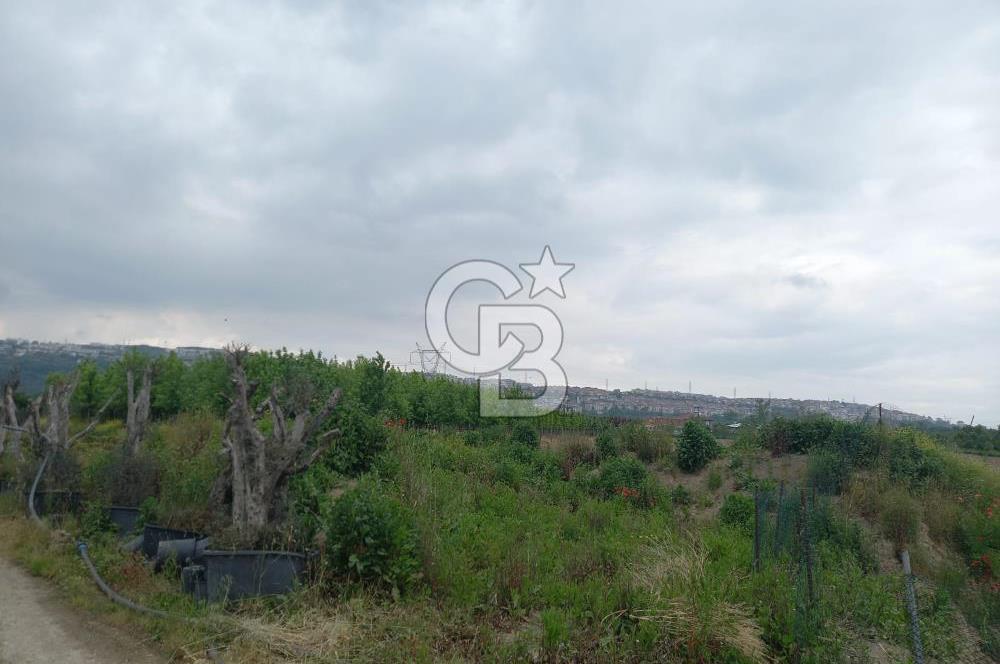 SAKARYA ARİFİYE ARİFBEY MAHALLESİ PEYZAJ BİTKİSİ ÜRETİMİNE UYGUN