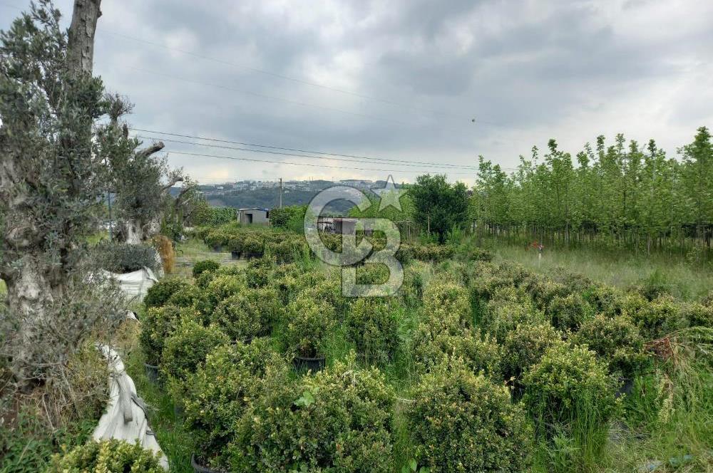 SAKARYA ARİFİYE ARİFBEY MAHALLESİ PEYZAJ BİTKİSİ ÜRETİMİNE UYGUN
