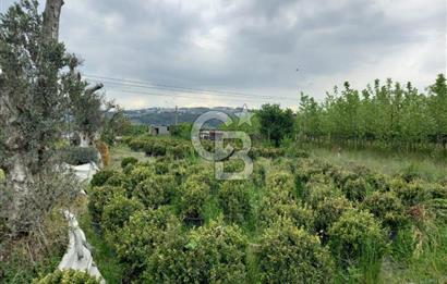 SAKARYA ARİFİYE ARİFBEY MAHALLESİ PEYZAJ BİTKİSİ ÜRETİMİNE UYGUN
