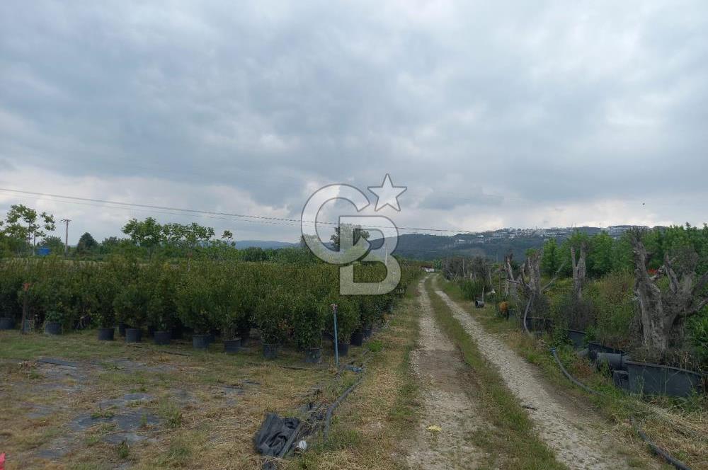 SAKARYA ARİFİYE ARİFBEY MAHALLESİ PEYZAJ BİTKİSİ ÜRETİMİNE UYGUN