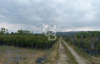 SAKARYA ARİFİYE ARİFBEY MAHALLESİ PEYZAJ BİTKİSİ ÜRETİMİNE UYGUN