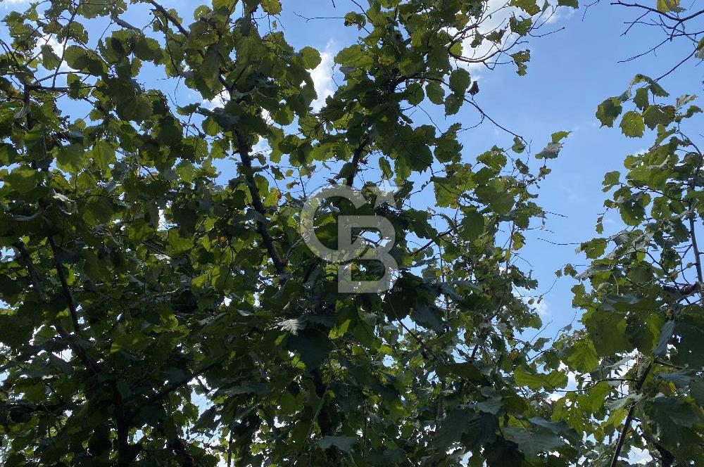 CB PARK'TAN SALIPAZARI KOCALAR'DA UYGUN FİYAT VERİMLİ FINDIKLIK