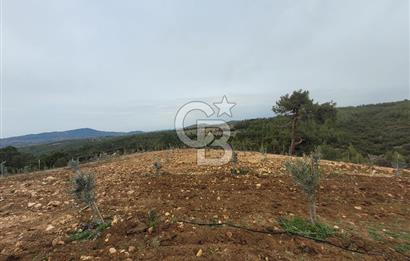 Tavas Yahşilerde Satılık Zeytinlik 