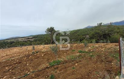 Tavas Yahşilerde Satılık Zeytinlik 