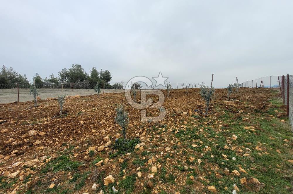 Tavas Yahşilerde Satılık Zeytinlik 