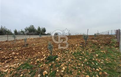 Tavas Yahşilerde Satılık Zeytinlik 