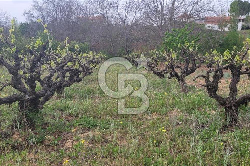 Çal Hüseyinlerde İmar İçinde Yatırımlık Arazi 