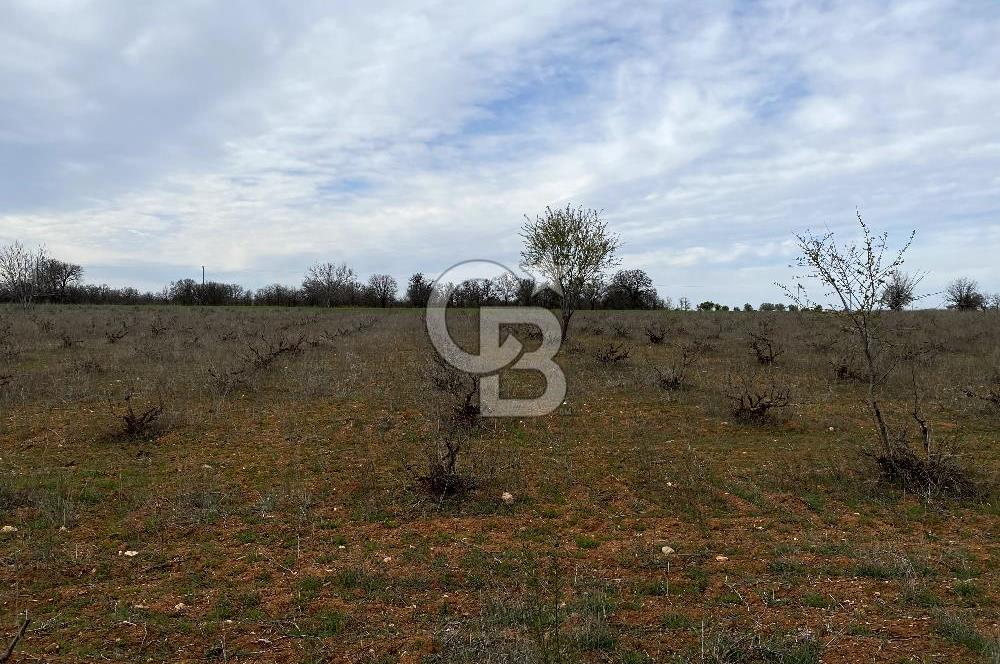 https://www.sahibinden.com/ilan/emlak-arsa-satilik-bekilli-yesiloba-anayola-bir-cephe-7115-m2-satilik-uzum-bagi-1225824856/detay/