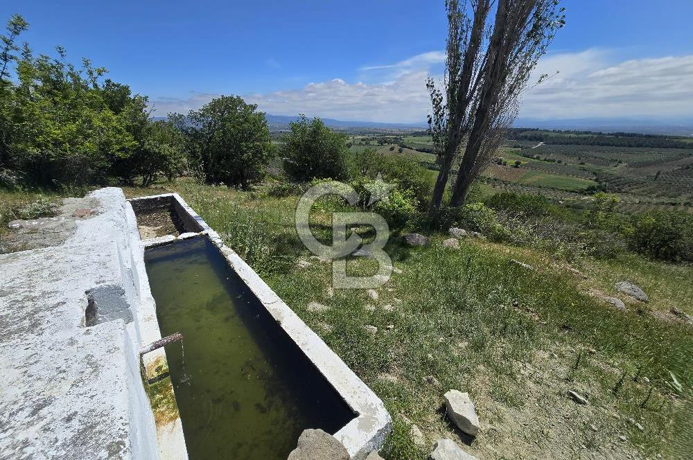 İZMİR BERGAMA MAHMUDİYE'DE (ÇAMTEPE) SATILIK TARLA