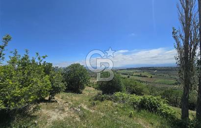 İZMİR BERGAMA MAHMUDİYE'DE (ÇAMTEPE) SATILIK TARLA