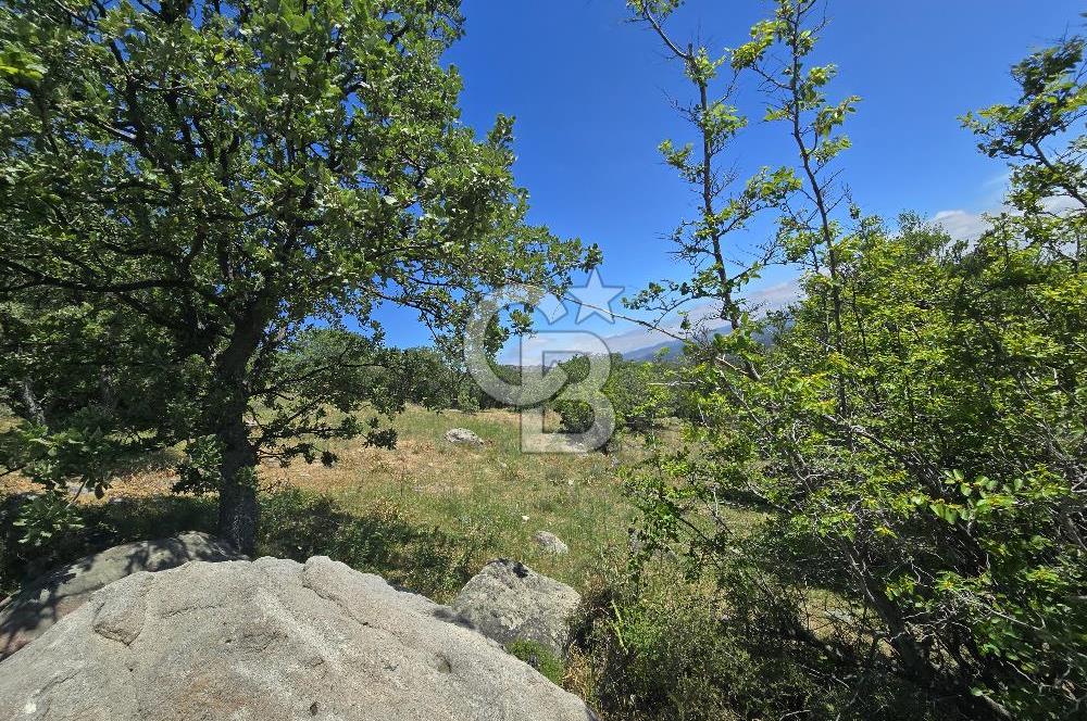 İZMİR BERGAMA MAHMUDİYE'DE (ÇAMTEPE) SATILIK TARLA