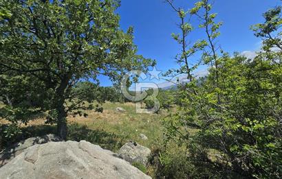 İZMİR BERGAMA MAHMUDİYE'DE (ÇAMTEPE) SATILIK TARLA