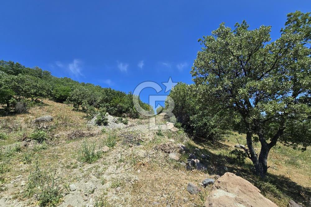İZMİR BERGAMA MAHMUDİYE'DE (ÇAMTEPE) SATILIK TARLA