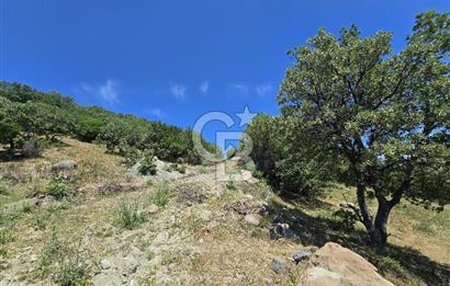 İZMİR BERGAMA MAHMUDİYE'DE (ÇAMTEPE) SATILIK TARLA
