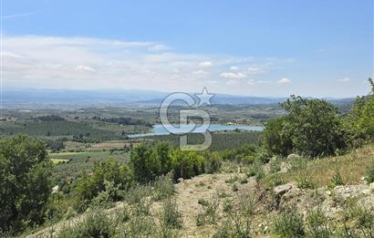 İZMİR BERGAMA MAHMUDİYE'DE (ÇAMTEPE) SATILIK TARLA