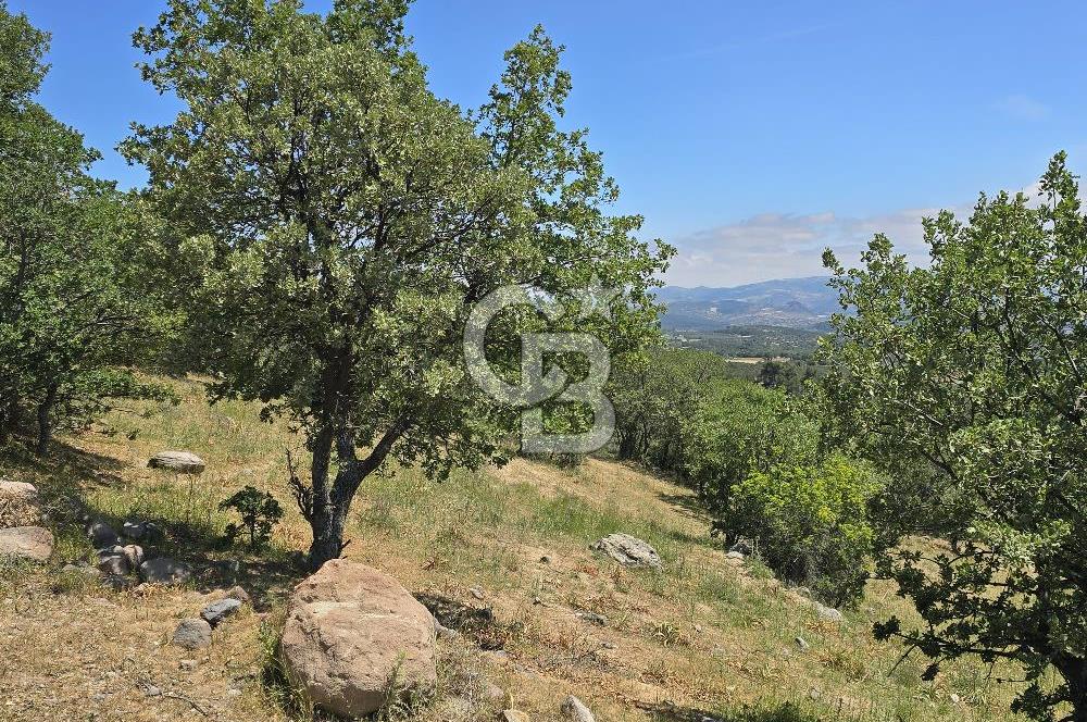 İZMİR BERGAMA MAHMUDİYE'DE (ÇAMTEPE) SATILIK TARLA