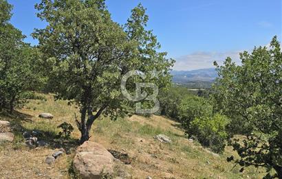 İZMİR BERGAMA MAHMUDİYE'DE (ÇAMTEPE) SATILIK TARLA