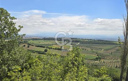 İZMİR BERGAMA MAHMUDİYE'DE (ÇAMTEPE) SATILIK TARLA