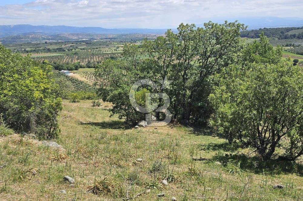 İZMİR BERGAMA MAHMUDİYE'DE (ÇAMTEPE) SATILIK TARLA