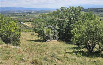 İZMİR BERGAMA MAHMUDİYE'DE (ÇAMTEPE) SATILIK TARLA
