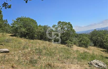 İZMİR BERGAMA MAHMUDİYE'DE (ÇAMTEPE) SATILIK TARLA