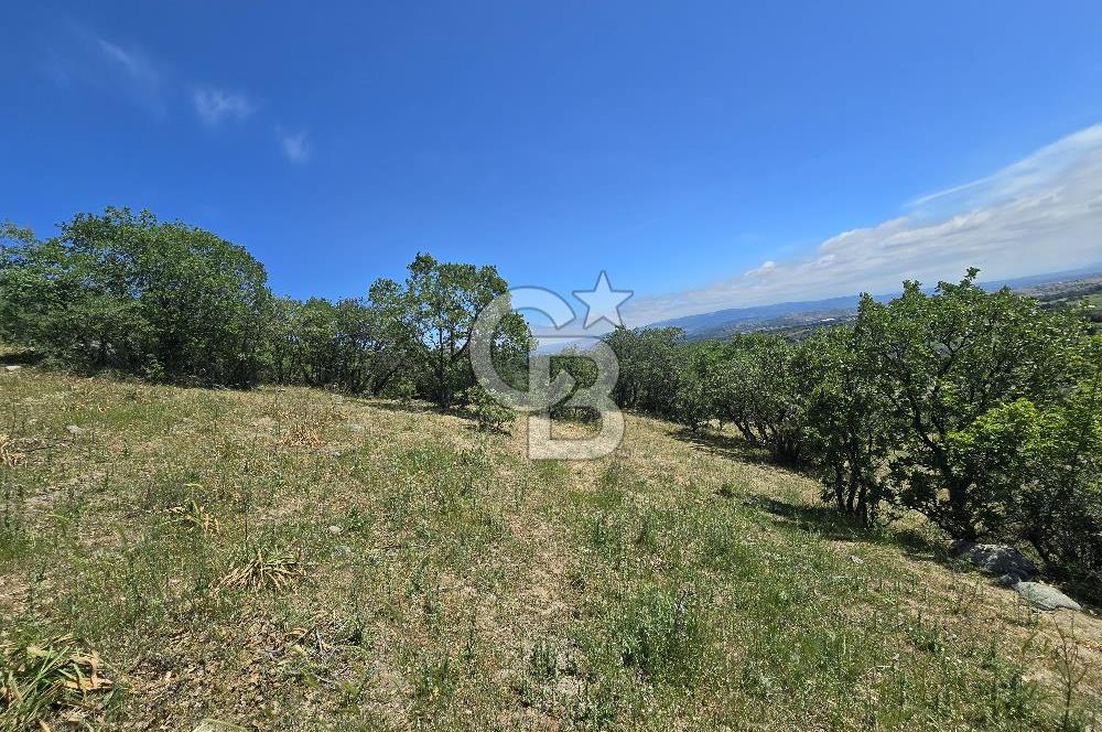 İZMİR BERGAMA MAHMUDİYE'DE (ÇAMTEPE) SATILIK TARLA