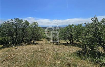İZMİR BERGAMA MAHMUDİYE'DE (ÇAMTEPE) SATILIK TARLA