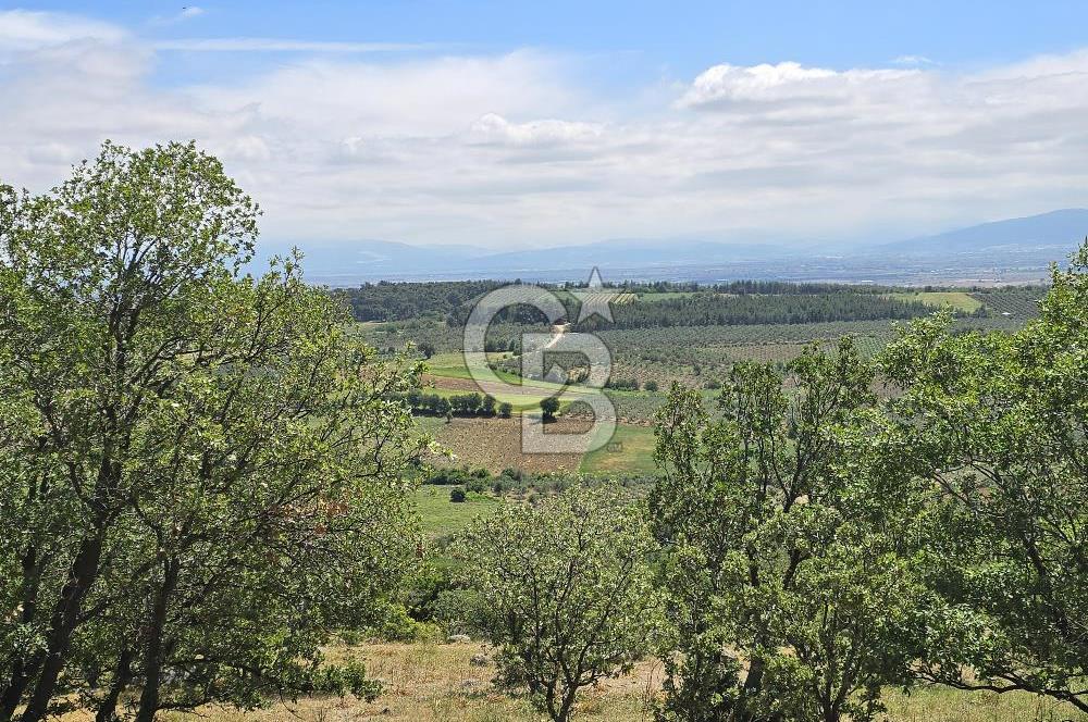 İZMİR BERGAMA MAHMUDİYE'DE (ÇAMTEPE) SATILIK TARLA