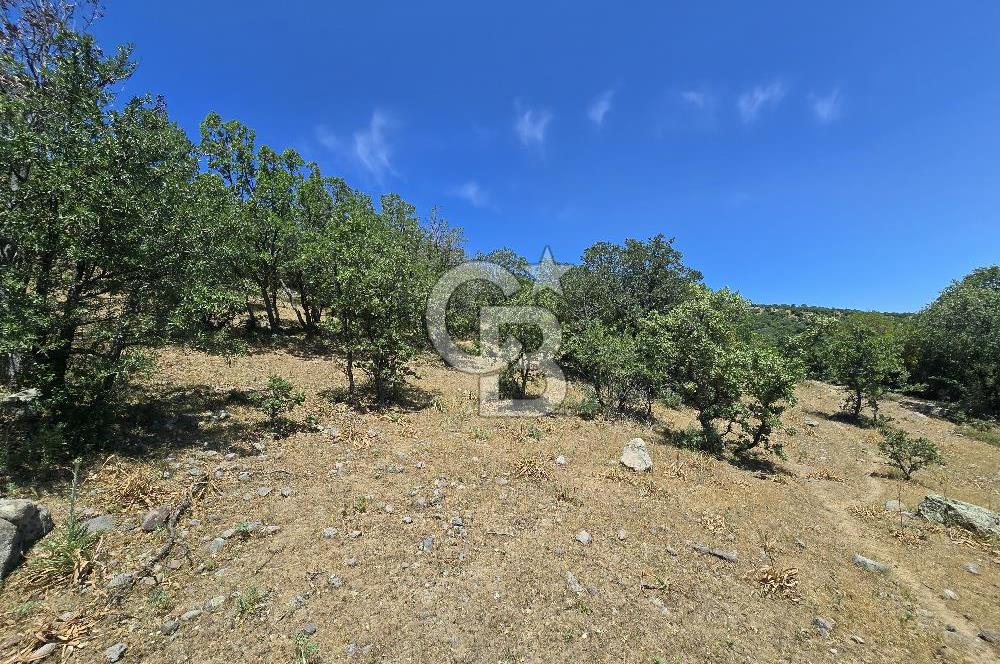 İZMİR BERGAMA MAHMUDİYE'DE (ÇAMTEPE) SATILIK TARLA