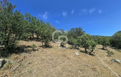 İZMİR BERGAMA MAHMUDİYE'DE (ÇAMTEPE) SATILIK TARLA
