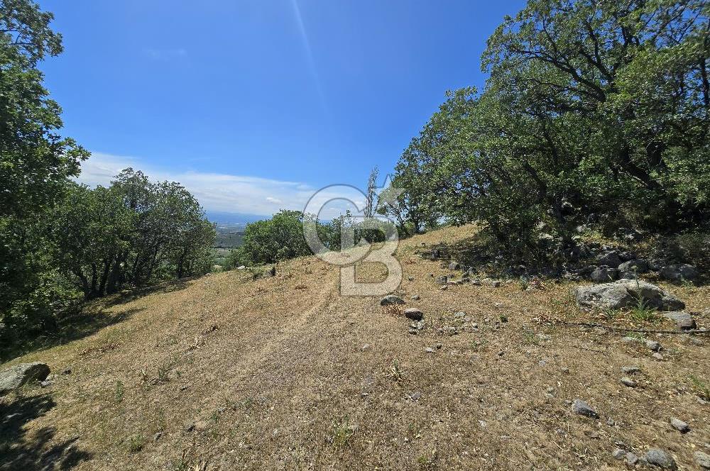 İZMİR BERGAMA MAHMUDİYE'DE (ÇAMTEPE) SATILIK TARLA