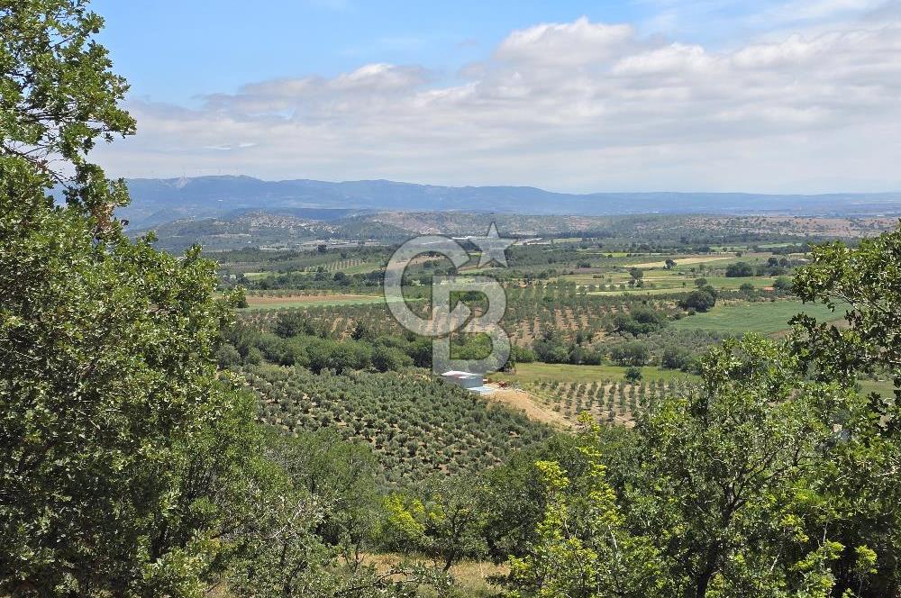 İZMİR BERGAMA MAHMUDİYE'DE (ÇAMTEPE) SATILIK TARLA