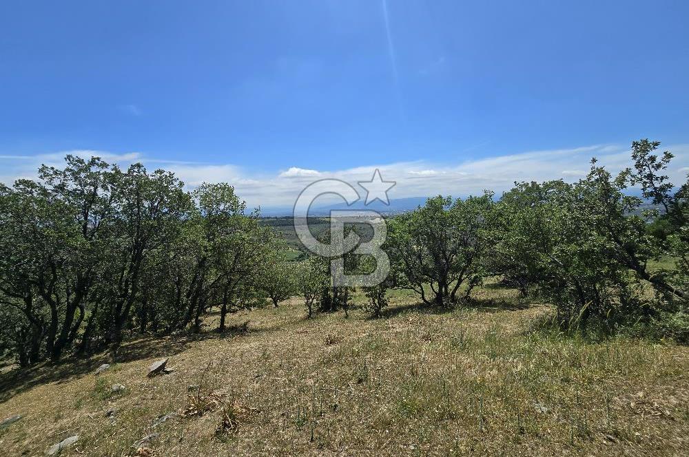İZMİR BERGAMA MAHMUDİYE'DE (ÇAMTEPE) SATILIK TARLA