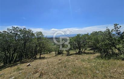 İZMİR BERGAMA MAHMUDİYE'DE (ÇAMTEPE) SATILIK TARLA