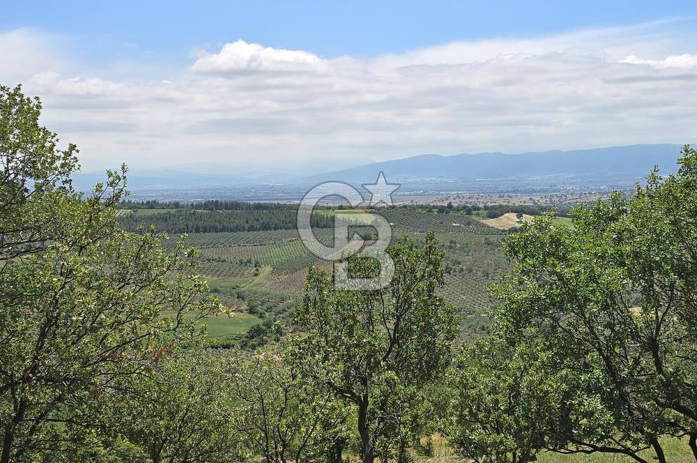 İZMİR BERGAMA MAHMUDİYE'DE (ÇAMTEPE) SATILIK TARLA