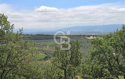 İZMİR BERGAMA MAHMUDİYE'DE (ÇAMTEPE) SATILIK TARLA