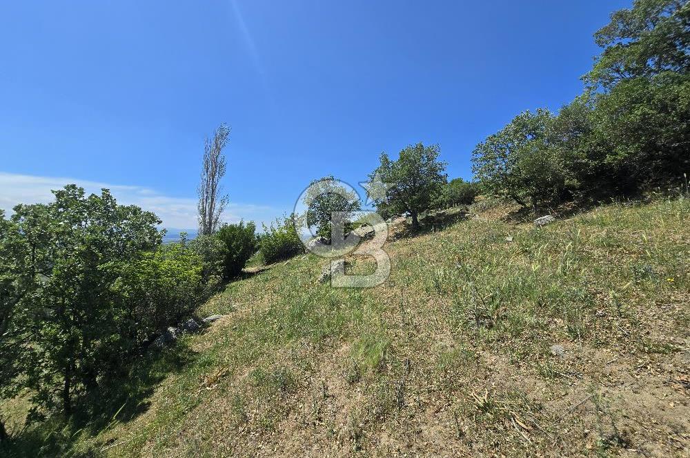İZMİR BERGAMA MAHMUDİYE'DE (ÇAMTEPE) SATILIK TARLA