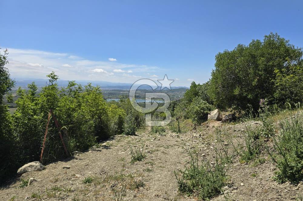 İZMİR BERGAMA MAHMUDİYE'DE (ÇAMTEPE) SATILIK TARLA