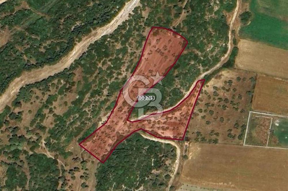 İzmir Aliağa Yalı 9.071 m² Fırsat Satılık Zeytinlik