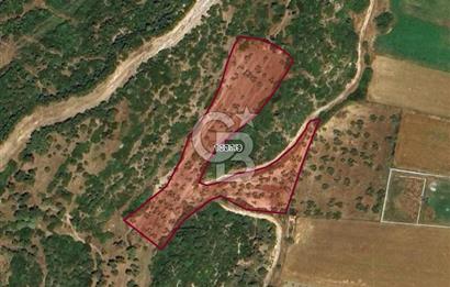İzmir Aliağa Yalı 9.071 m² Fırsat Satılık Zeytinlik