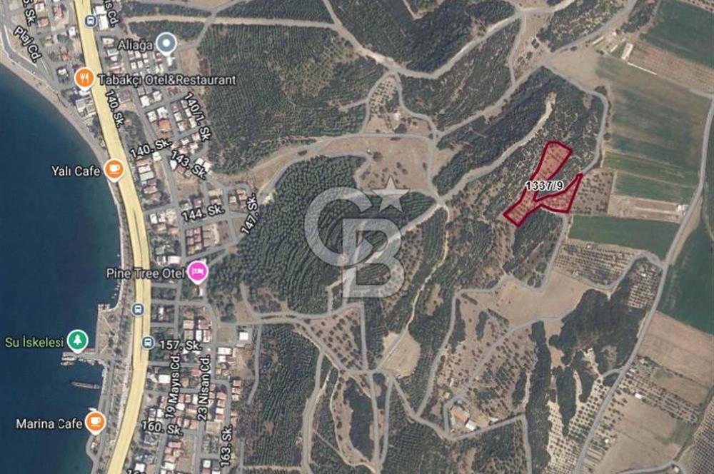 İzmir Aliağa Yalı 9.071 m² Fırsat Satılık Zeytinlik